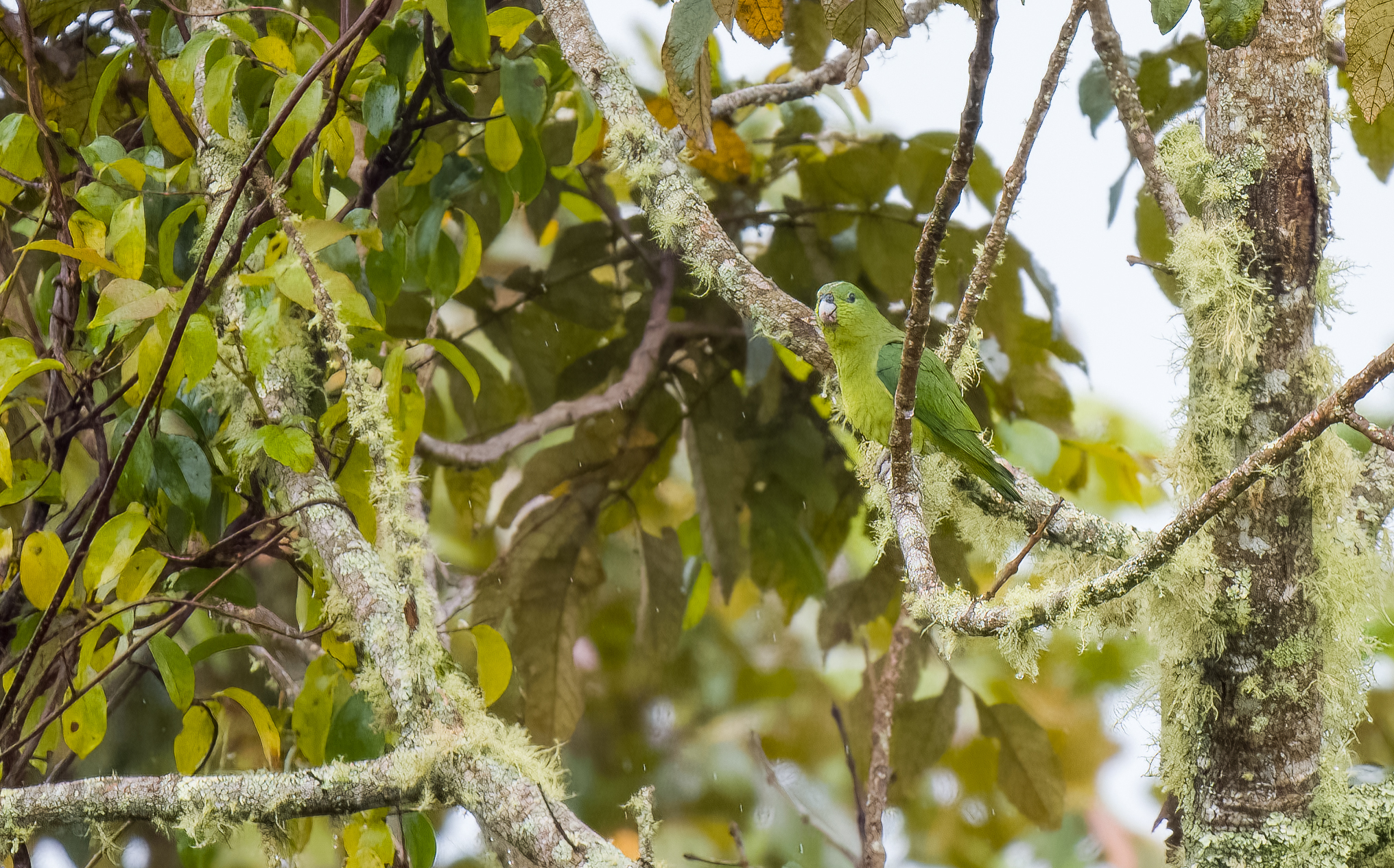 Montane Racket-tail (Prioniturus montanus), photo 2