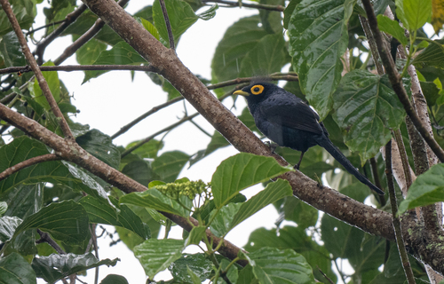 Apo Myna (Goodfellowia miranda), photo 4