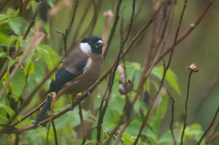 White-Cheeked Bullfinch photo 3