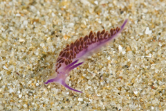 Flabellina