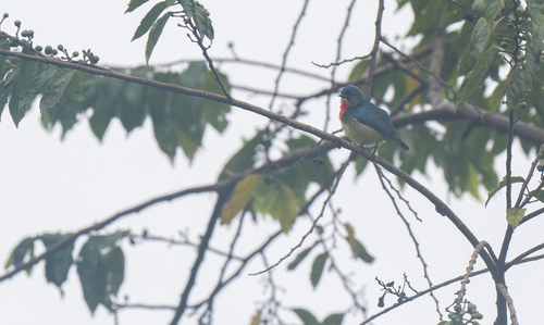Fire-throated Flowerpecker (Dicaeum luzoniense), photo 4