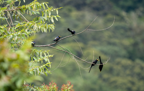 Apo Myna (Goodfellowia miranda), photo 3