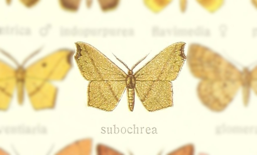 Traminda subochrea
