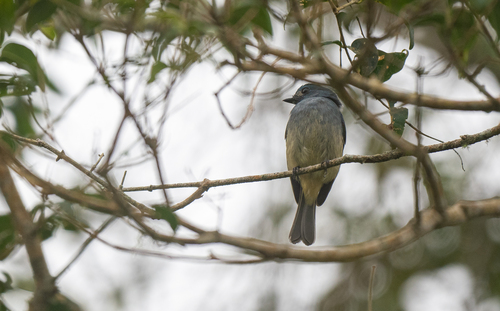 Turquoise Flycatcher (Eumyias panayensis), photo 5