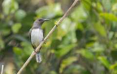 Gray-Hooded Sunbird photo 2