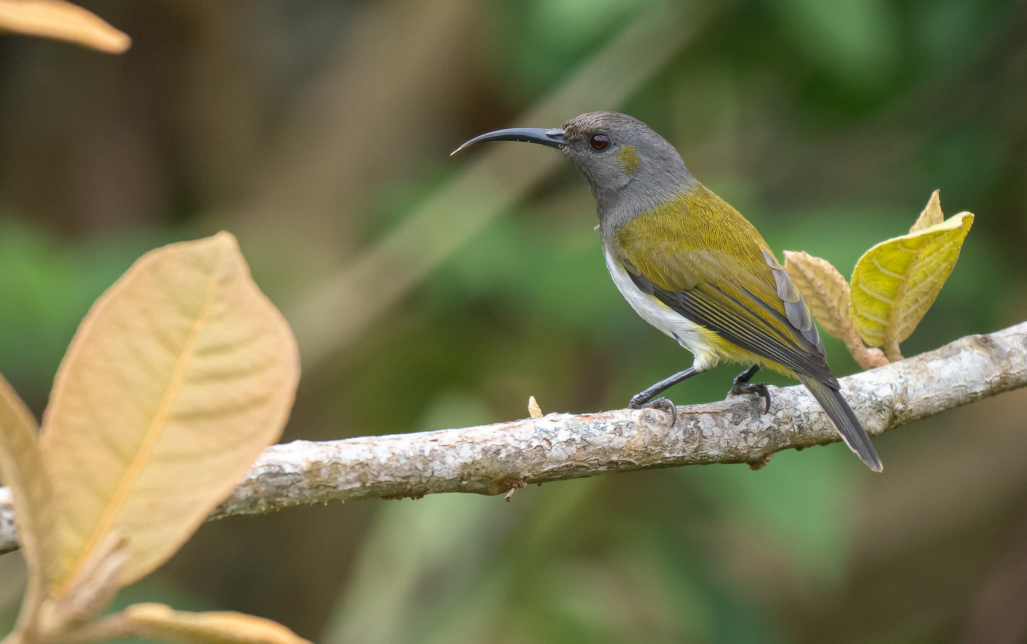 Grey-hooded Sunbird (Aethopyga primigenia), photo 3