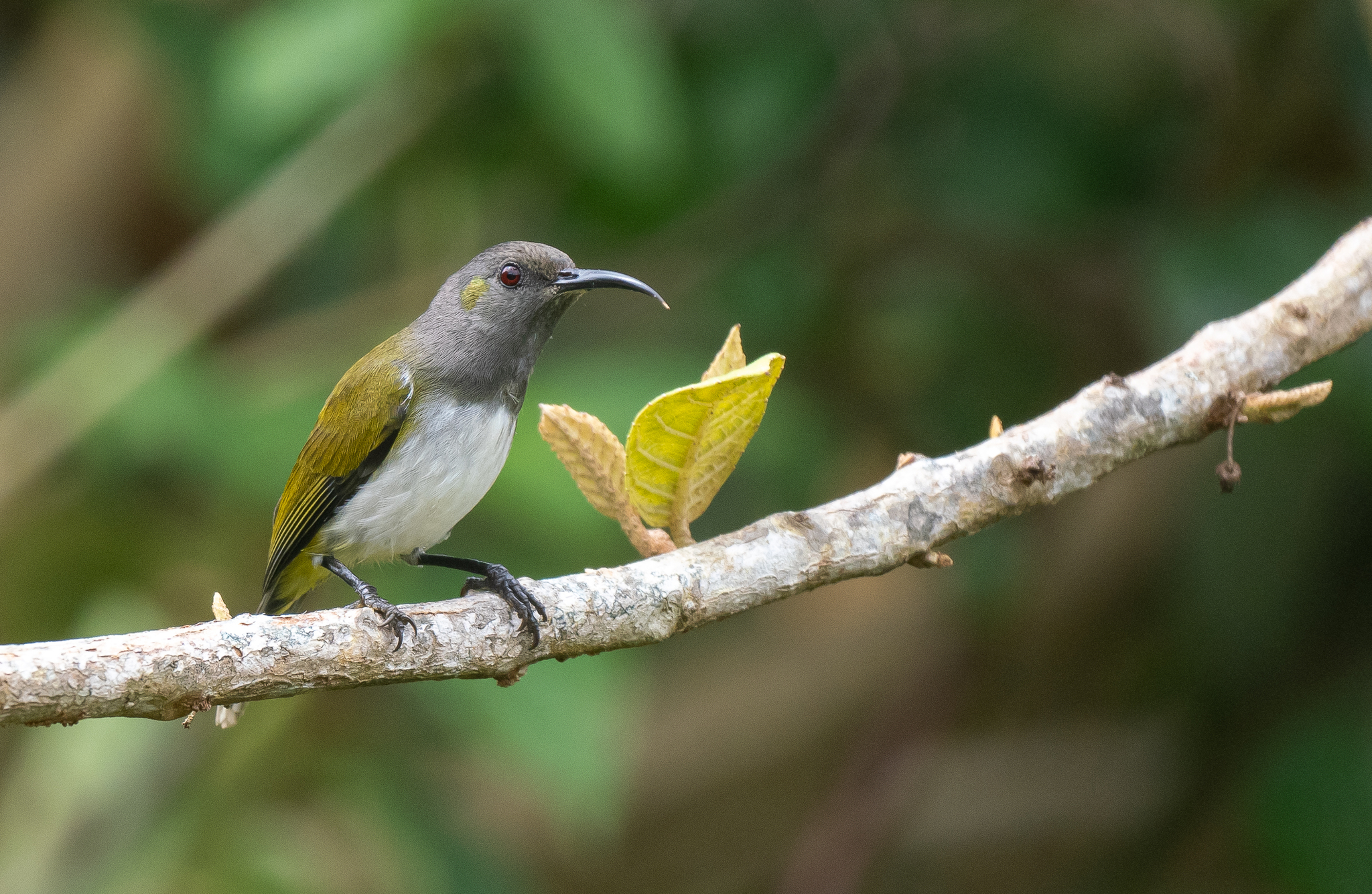 Grey-hooded Sunbird (Aethopyga primigenia), photo 9