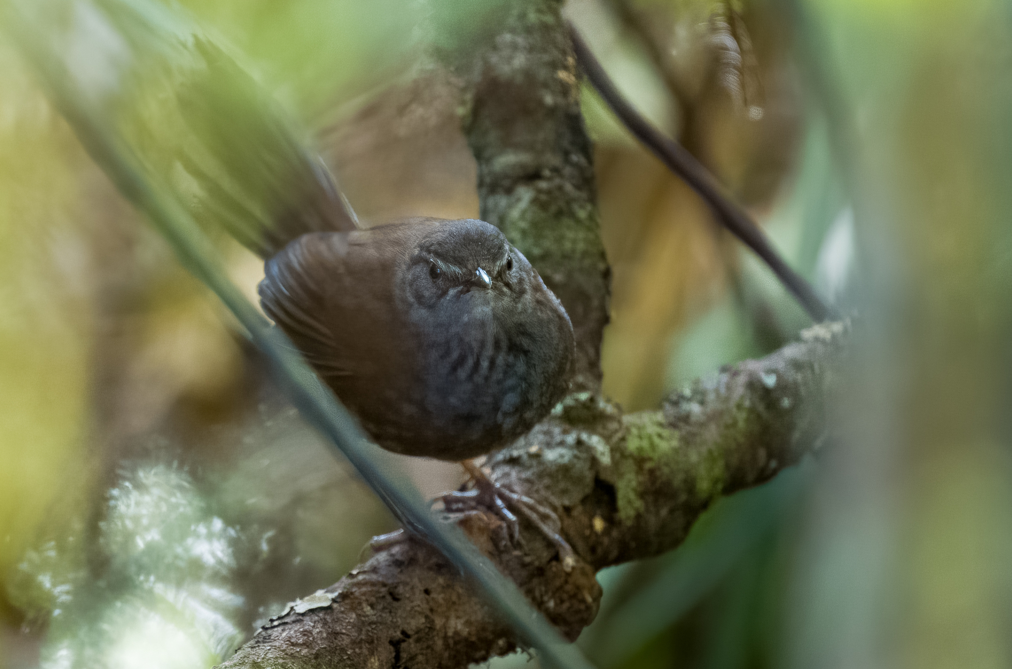 Long-tailed Bush Warbler (Locustella caudata), photo 2