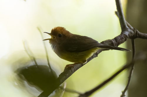 Rufous-headed Tailorbird (Phyllergates heterolaemus), photo 2