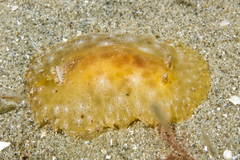 Sclerodoris