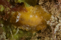 Sclerodoris