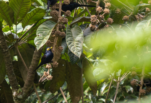 Apo Myna (Goodfellowia miranda), photo 10