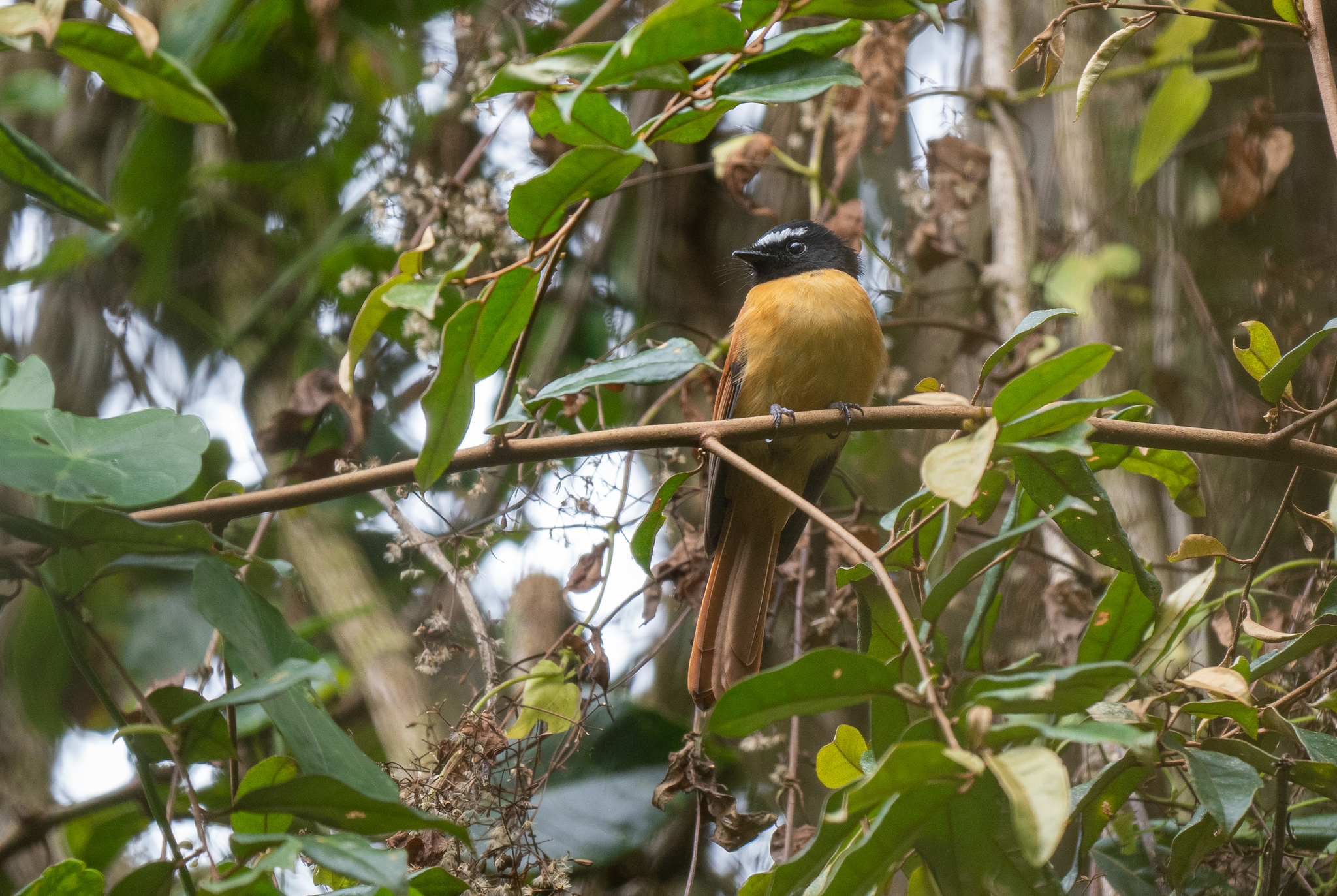 Black-and-cinnamon Fantail (Rhipidura nigrocinnamomea), photo 7