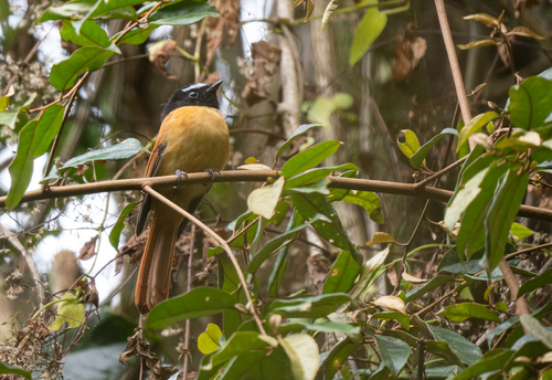 Black-and-cinnamon Fantail (Rhipidura nigrocinnamomea), photo 8