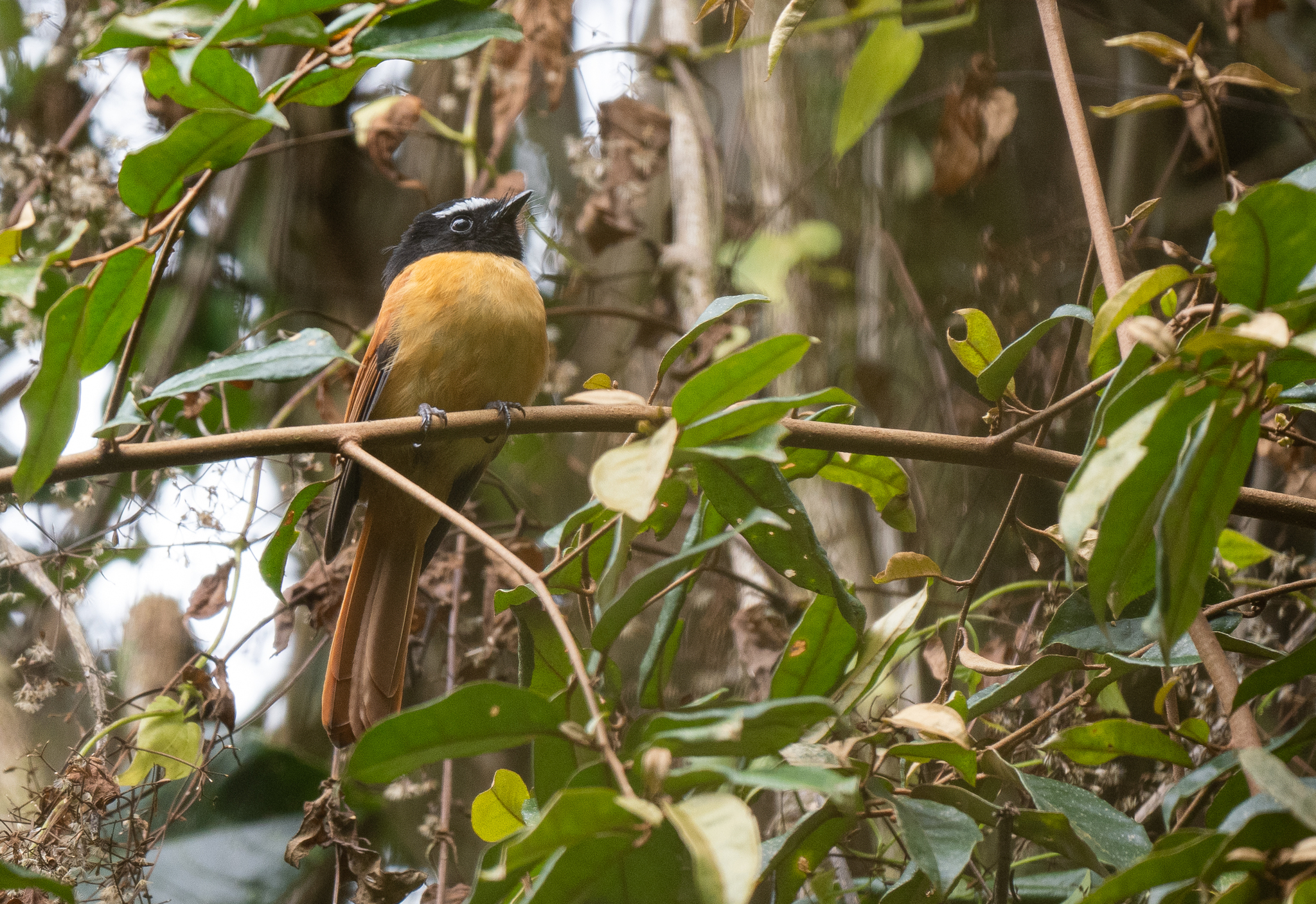 Black-and-cinnamon Fantail (Rhipidura nigrocinnamomea), photo 8