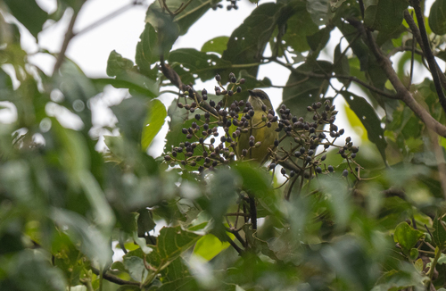 Mindanao Heleia (Heleia goodfellowi), photo 5