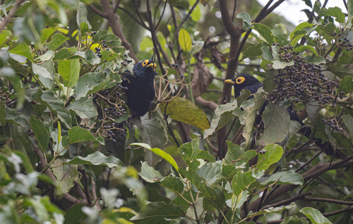 Apo Myna (Goodfellowia miranda), photo 5