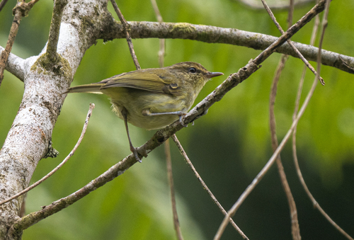 Negros Leaf Warbler (Phylloscopus nigrorum)
