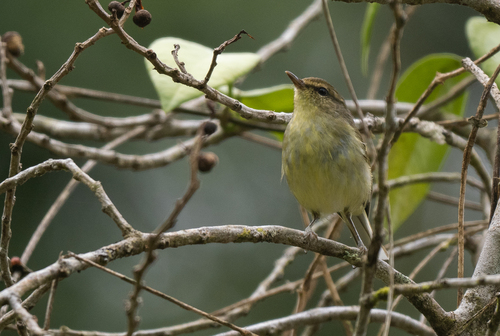 Negros Leaf Warbler (Phylloscopus nigrorum), photo 2