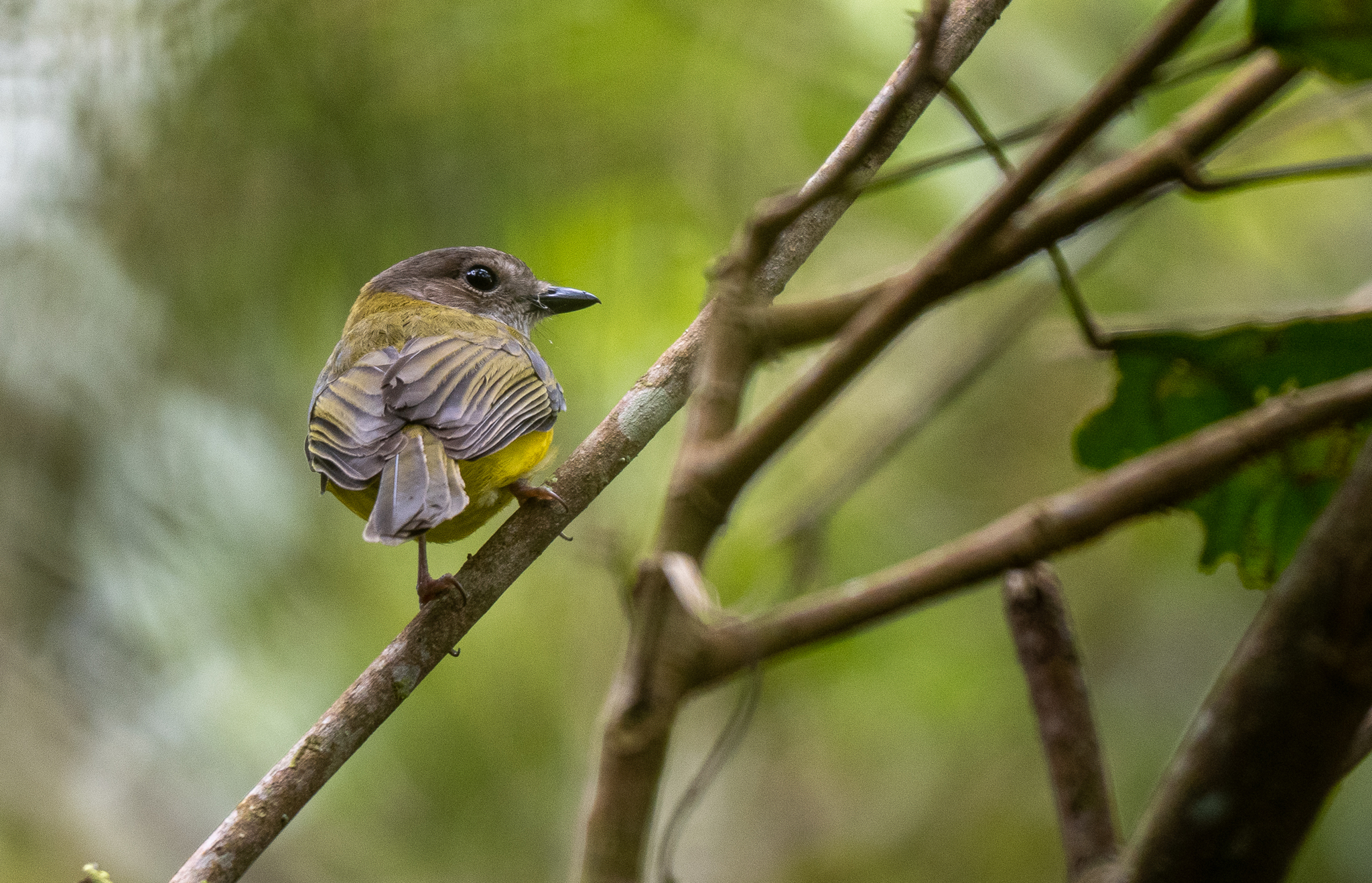Yellow-bellied Whistler (Pachycephala philippinensis), photo 3