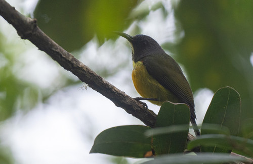Apo Sunbird (Aethopyga boltoni), photo 7