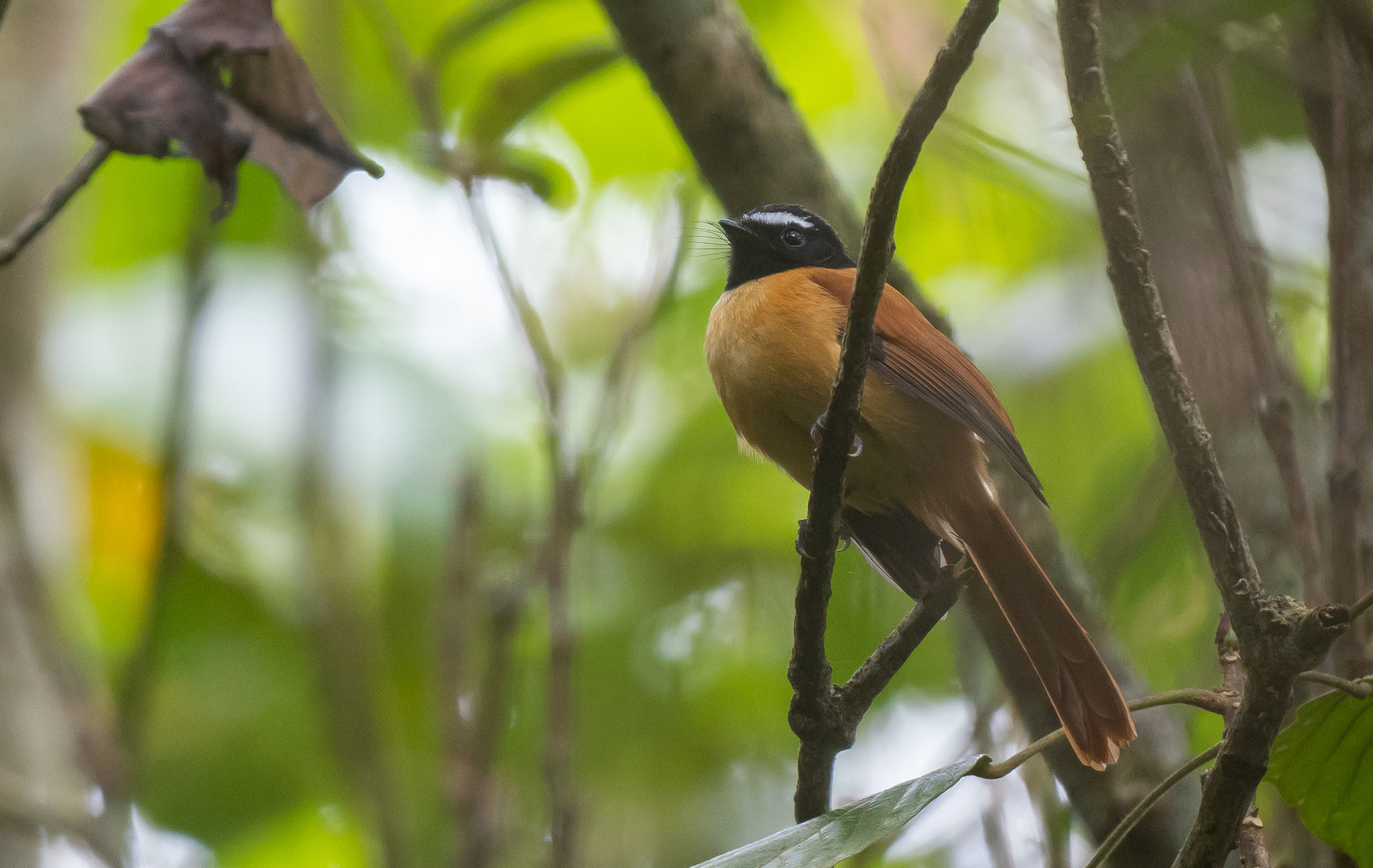 Black-and-cinnamon Fantail (Rhipidura nigrocinnamomea), photo 3
