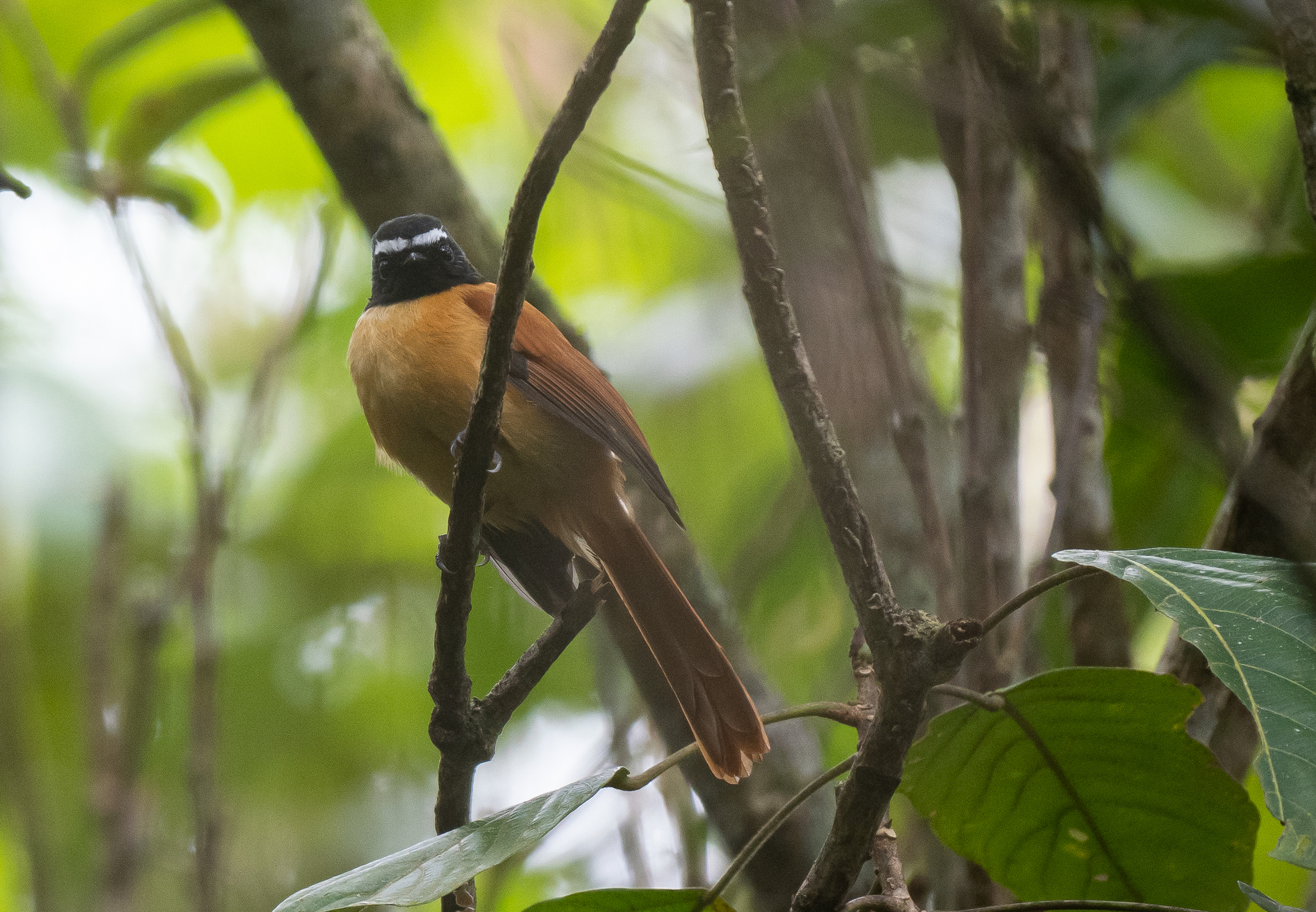 Black-and-cinnamon Fantail (Rhipidura nigrocinnamomea), photo 4