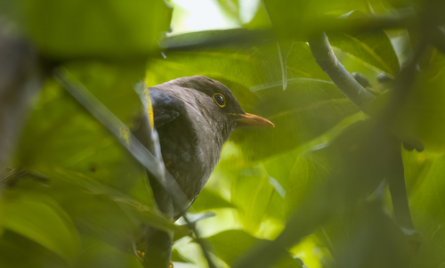 Negros Island Thrush (Turdus nigrorum), photo 6