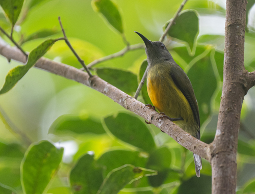 Apo Sunbird (Aethopyga boltoni), photo 9