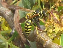 Polistes dominula