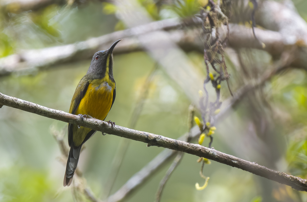 Apo Sunbird (Aethopyga boltoni) photo