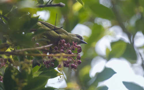 Mindanao Heleia (Heleia goodfellowi), photo 4