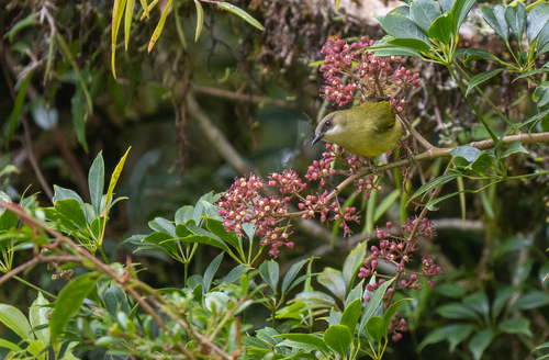 Mindanao Heleia (Heleia goodfellowi), photo 3