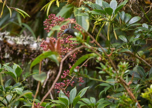 Apo Sunbird (Aethopyga boltoni), photo 5