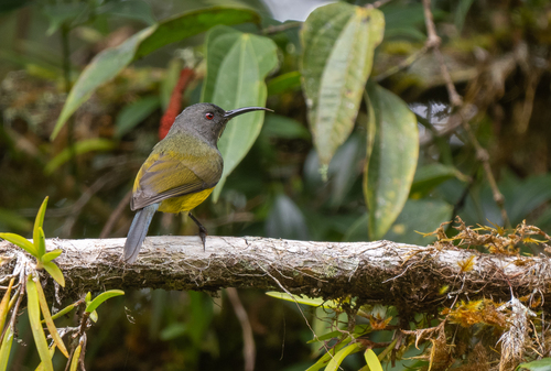 Apo Sunbird (Aethopyga boltoni), photo 8