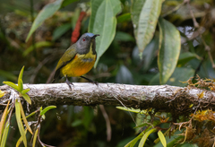 Apo Sunbird photo 3