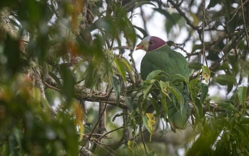 Yellow-breasted Fruit Dove (Ramphiculus occipitalis), photo 10