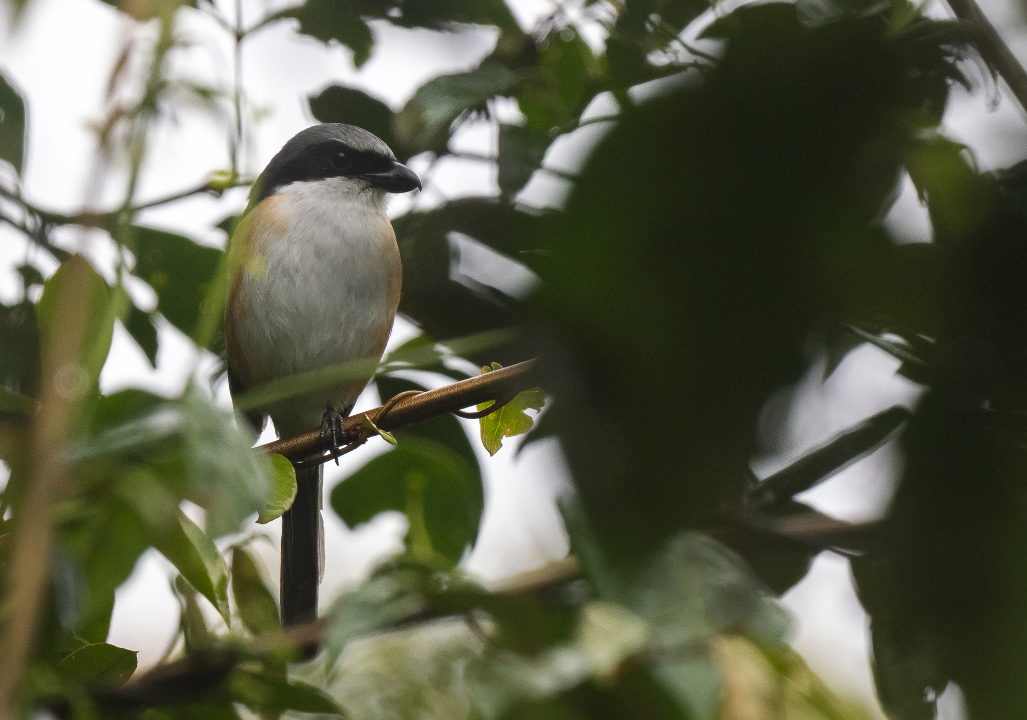 Mountain Shrike (Lanius validirostris), photo 1