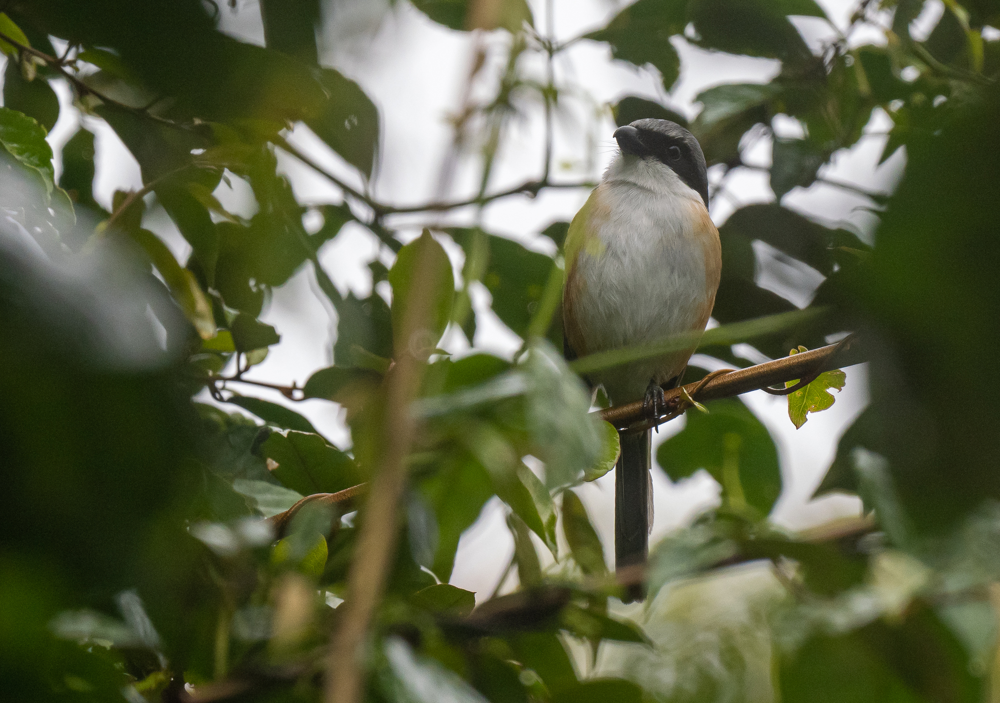 Mountain Shrike (Lanius validirostris), photo 2