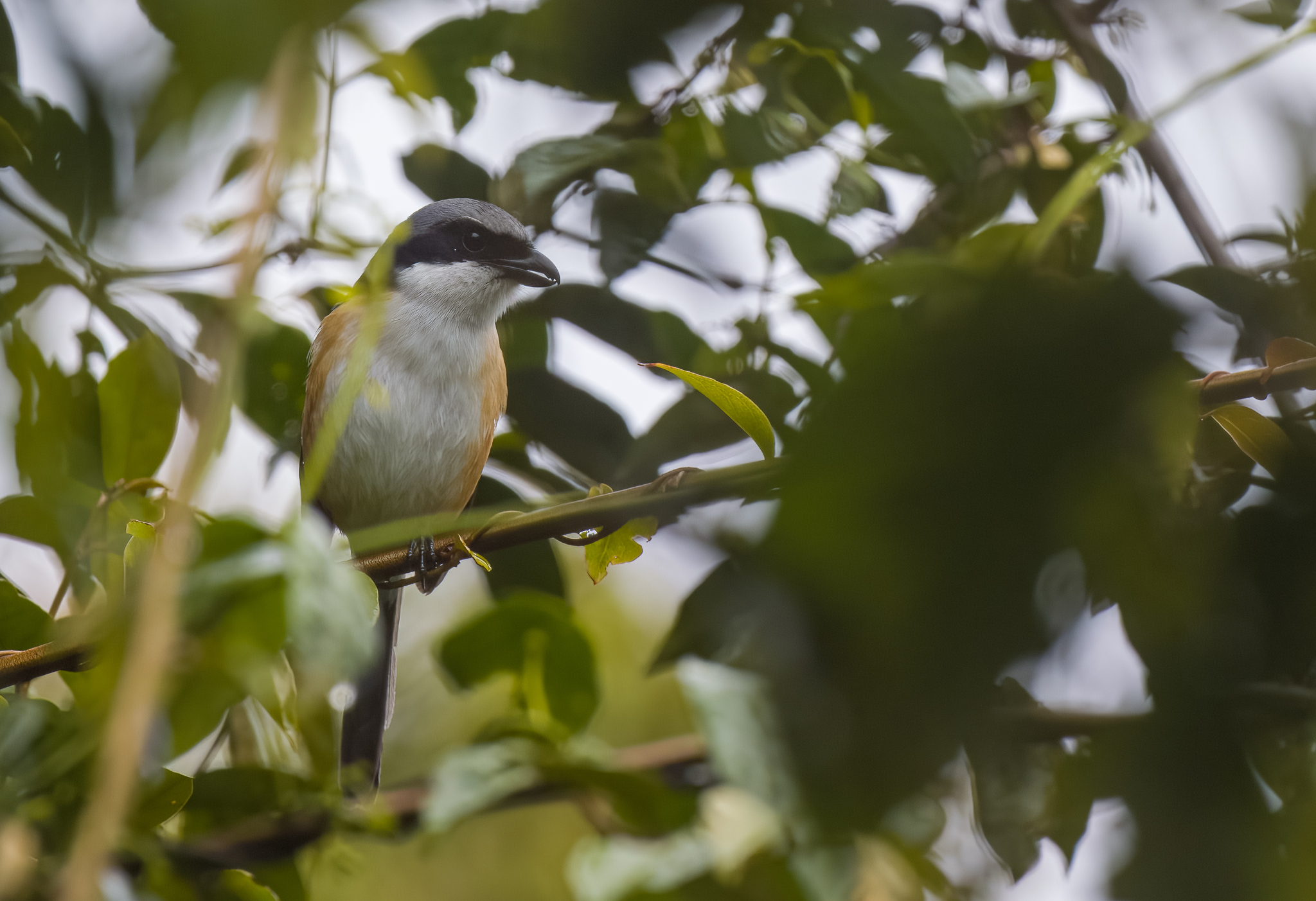 Mountain Shrike (Lanius validirostris), photo 3