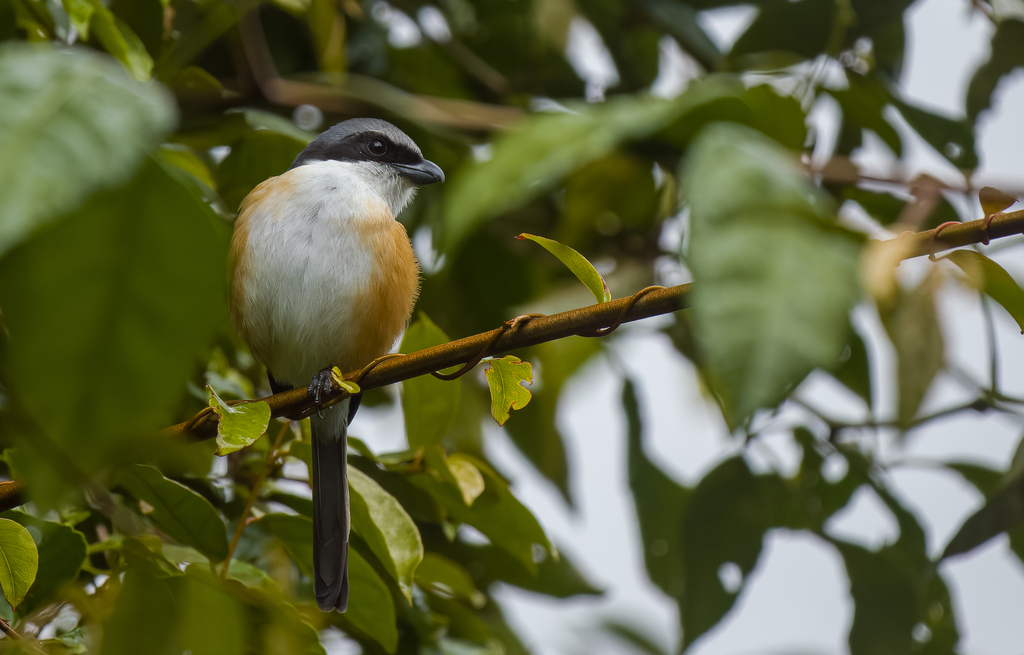 Grey-capped Shrike