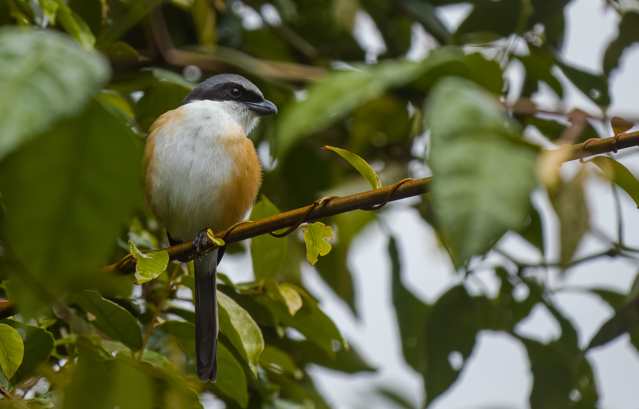 Mountain Shrike (Lanius validirostris), photo 4