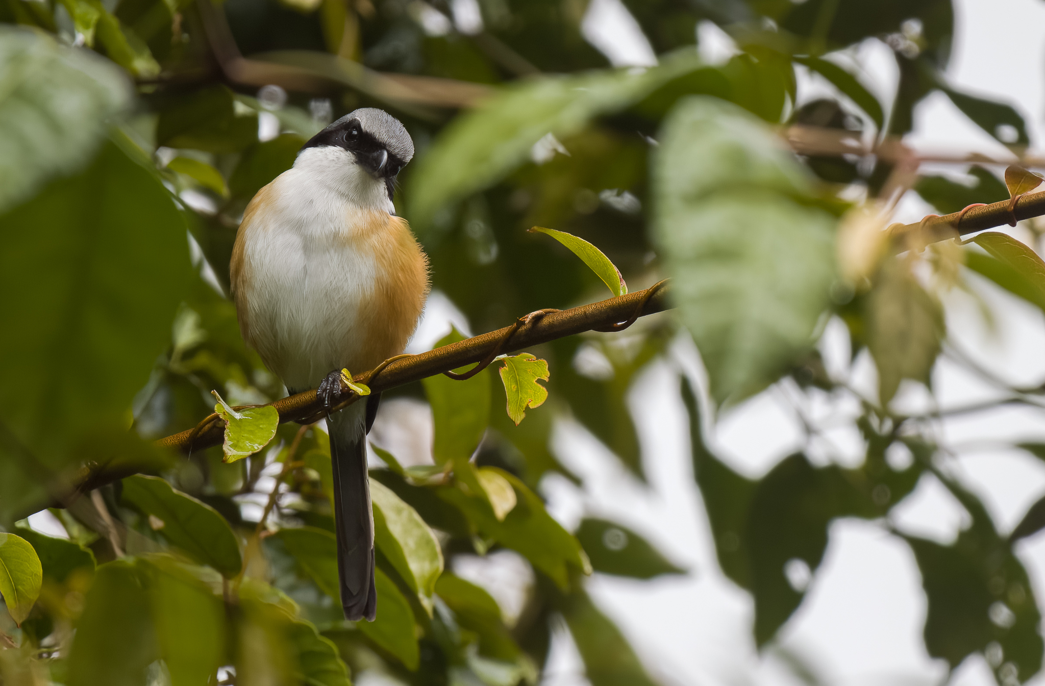 Mountain Shrike (Lanius validirostris), photo 5
