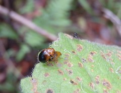Nisotra bicolorata