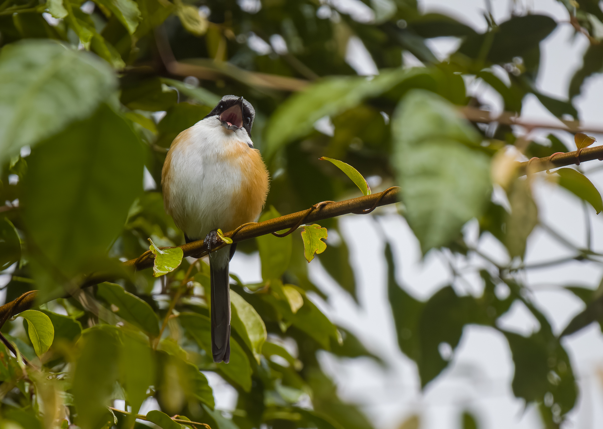 Mountain Shrike (Lanius validirostris), photo 6