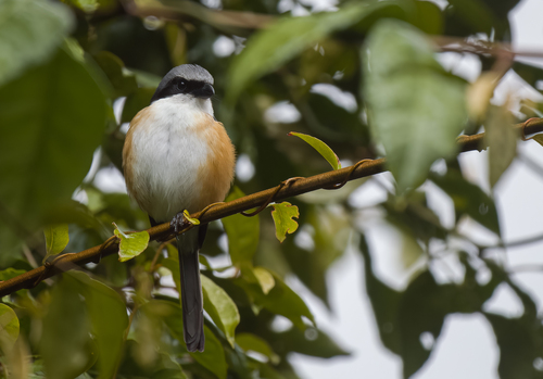Mountain Shrike (Lanius validirostris), photo 7