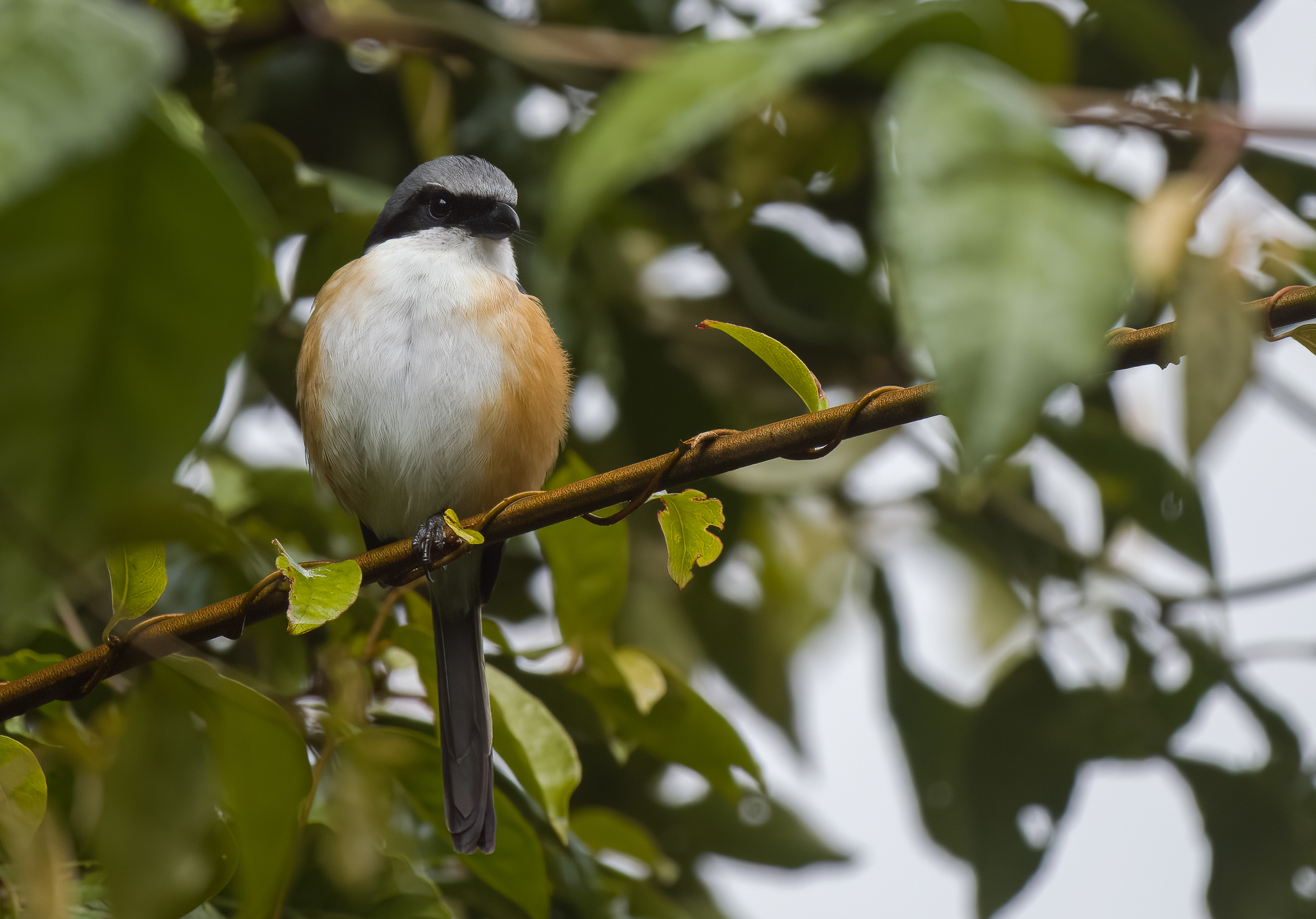Mountain Shrike (Lanius validirostris), photo 7