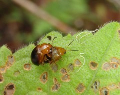Nisotra bicolorata
