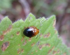 Nisotra bicolorata