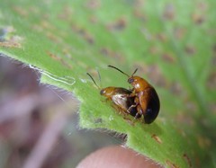 Nisotra bicolorata